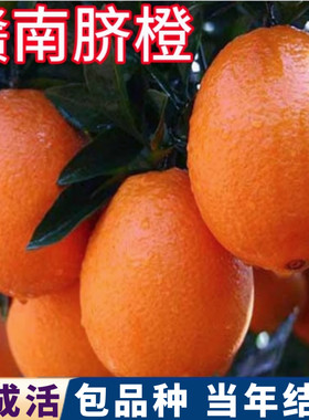 赣南脐橙苗带叶带土包活包结果