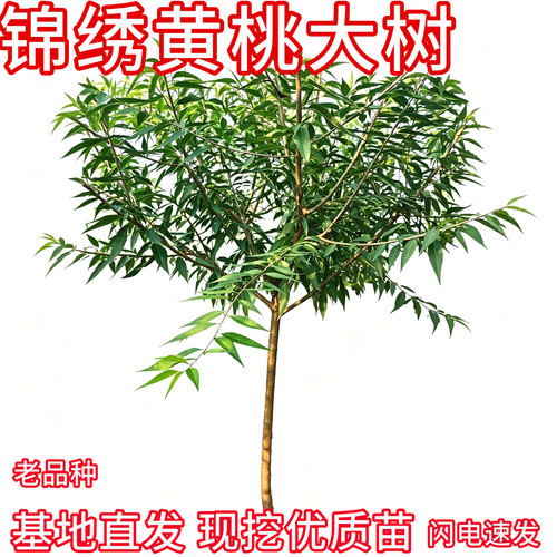 锦绣黄桃树苗大树大土球现挖发货