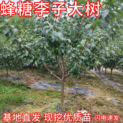 蜂糖李子树现挖发包活基地现挖
