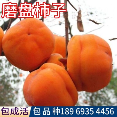 磨盘柿子树果苗嫁接包活当年结果