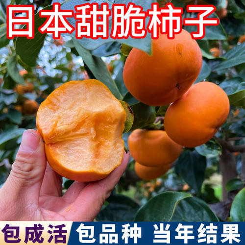 甜脆柿子树包活包对版现挖发货