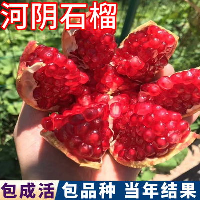 河阴石榴树包活包结果现挖发货