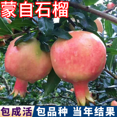 蒙自石榴包活包结果现挖发货壮苗