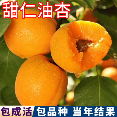 甜仁杏树包活包对版现挖发货壮苗