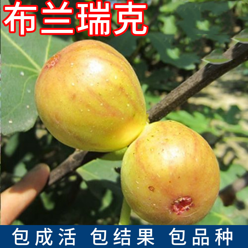 布兰瑞克无花果树苗南北方庭院地栽特大果树盆栽嫁接果苗当年结果
