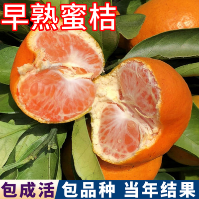 早熟蜜桔苗现挖发货包活当年结果