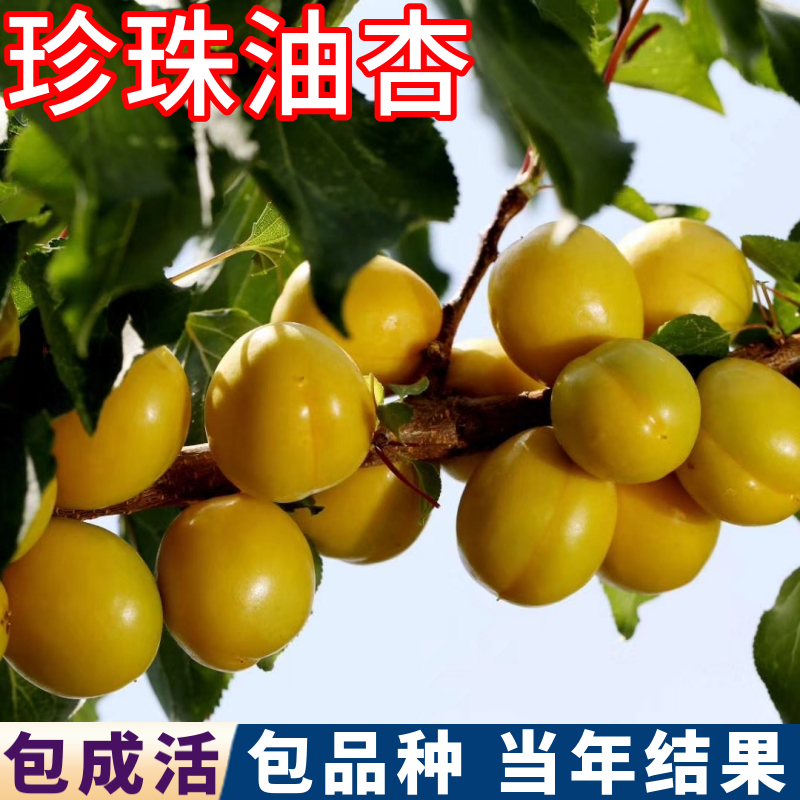 珍珠油杏树现挖发货包活包对版