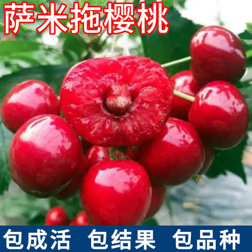 萨米脱樱桃苗死苗包赔现挖发货