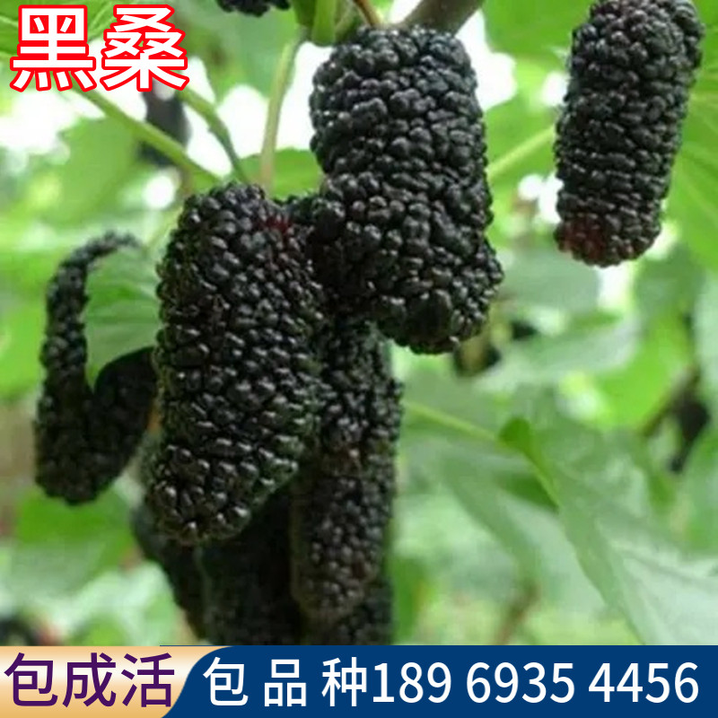 黑桑葚树苗南北方庭院地栽嫁接桑树果苗阳台盆栽特大活苗当年结果