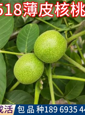 8518薄皮核桃树果苗包活当年结果