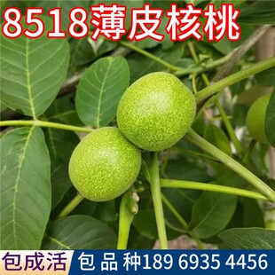 8518薄皮核桃树果苗阳台盆栽矮化活苗庭院地栽嫁接果树南北方种植