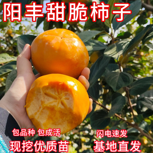 阳丰柿子树苗南北方庭院特大甜柿子苗盆栽矮化嫁接苗脆柿子大树苗