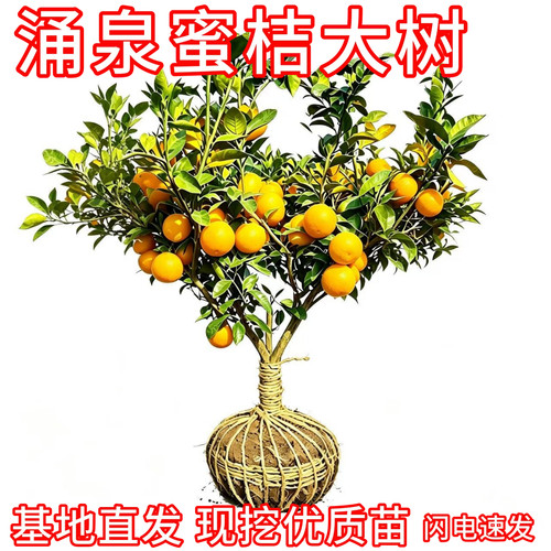 涌泉蜜橘大树现挖大土球当年结果