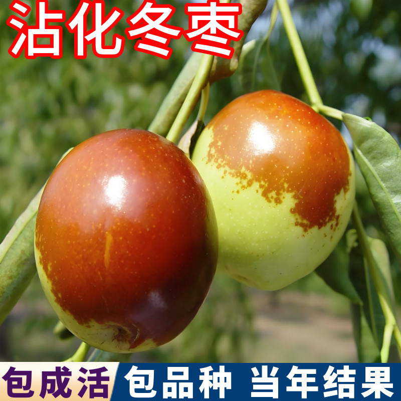 沾化冬枣树树苗南北方耐寒枣树活苗盆栽嫁接苗大枣树果苗当年结果