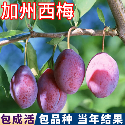 加州西梅苗现挖发包品种包活