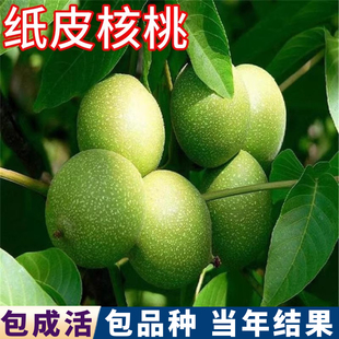 纸皮核桃树果苗庭院地栽特大果树盆栽嫁接活苗南北方耐寒当年结果