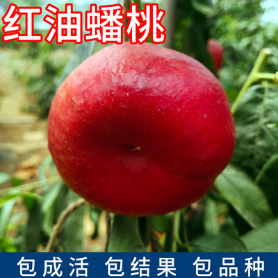 红油蟠桃树包活包结果现挖发货