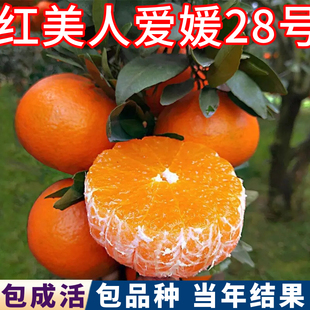 红美人树苗南北方庭院橘子树果苗盆栽爱媛28柑橘苗桔子树当年结果