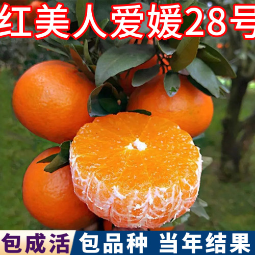 红美人树苗现挖发货包活当年结果