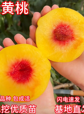 黄桃树果苗现挖发货包活基地直发