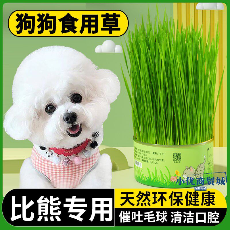 比熊犬狗狗专用零食狗狗可以吃的草小狗吃的零食狗草排毛球化毛草