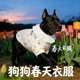 卡斯罗专用狗狗衣服春装 全棉纱透气宠物小狗背心大型犬春夏天 薄款