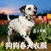 斑点狗专用狗狗衣服春装 全棉纱透气宠物小狗背心大型犬春夏天 薄款