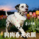 斑点狗专用狗狗衣服春装 全棉纱透气宠物小狗背心大型犬春夏天 薄款