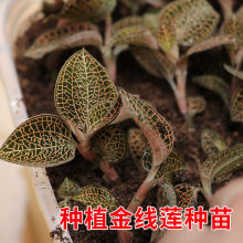 福建南靖金线莲种植苗金钱草小盆栽种苗好养活可食用带土发货鲜品