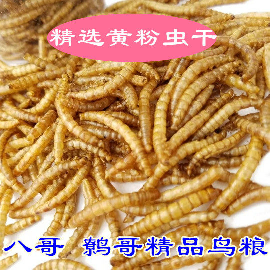 黄粉虫干面包虫干八哥鸟食饲料鹩哥画眉鸟鱼食乌鸫鸟鸟食500克