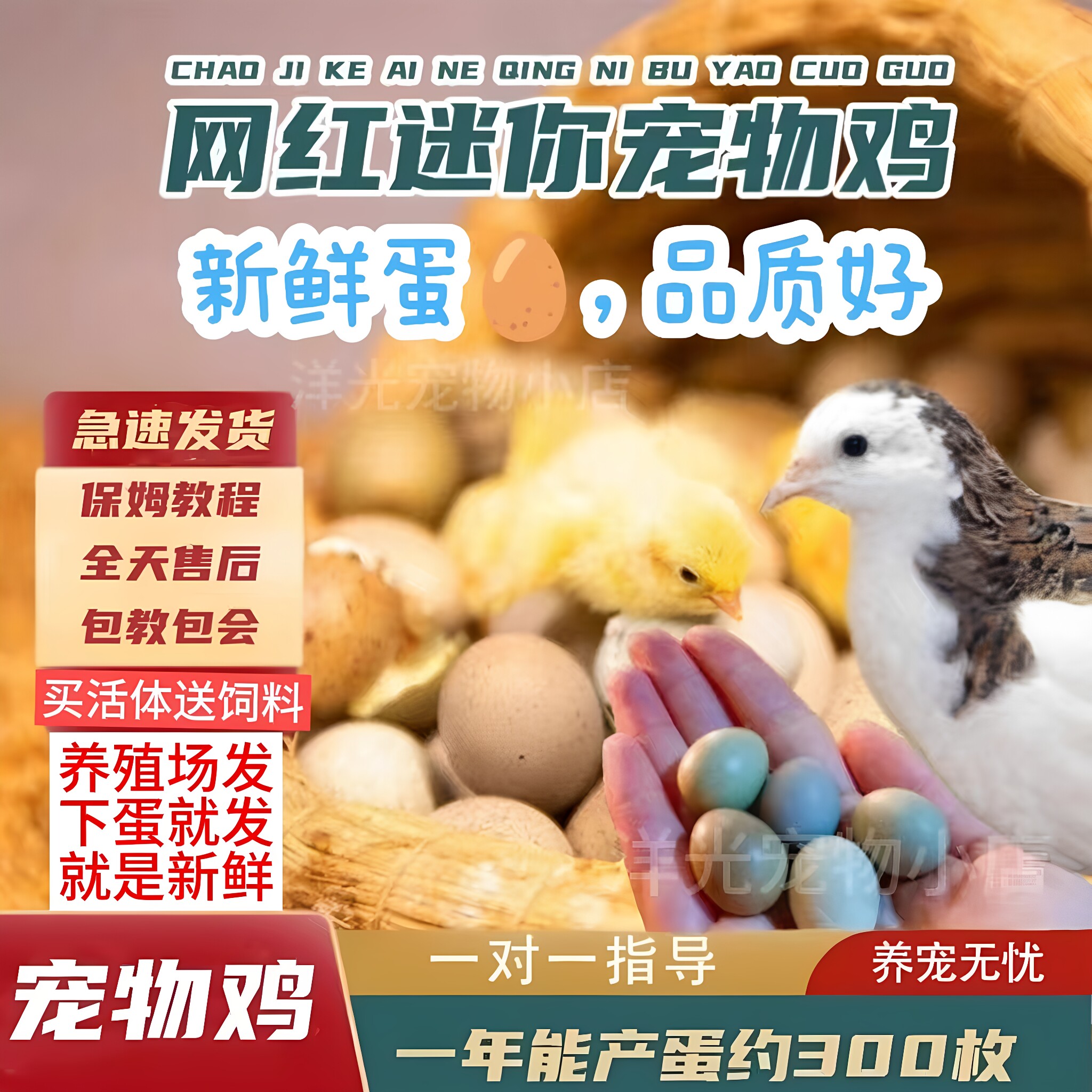 网红宠物鸡活物观赏鸡