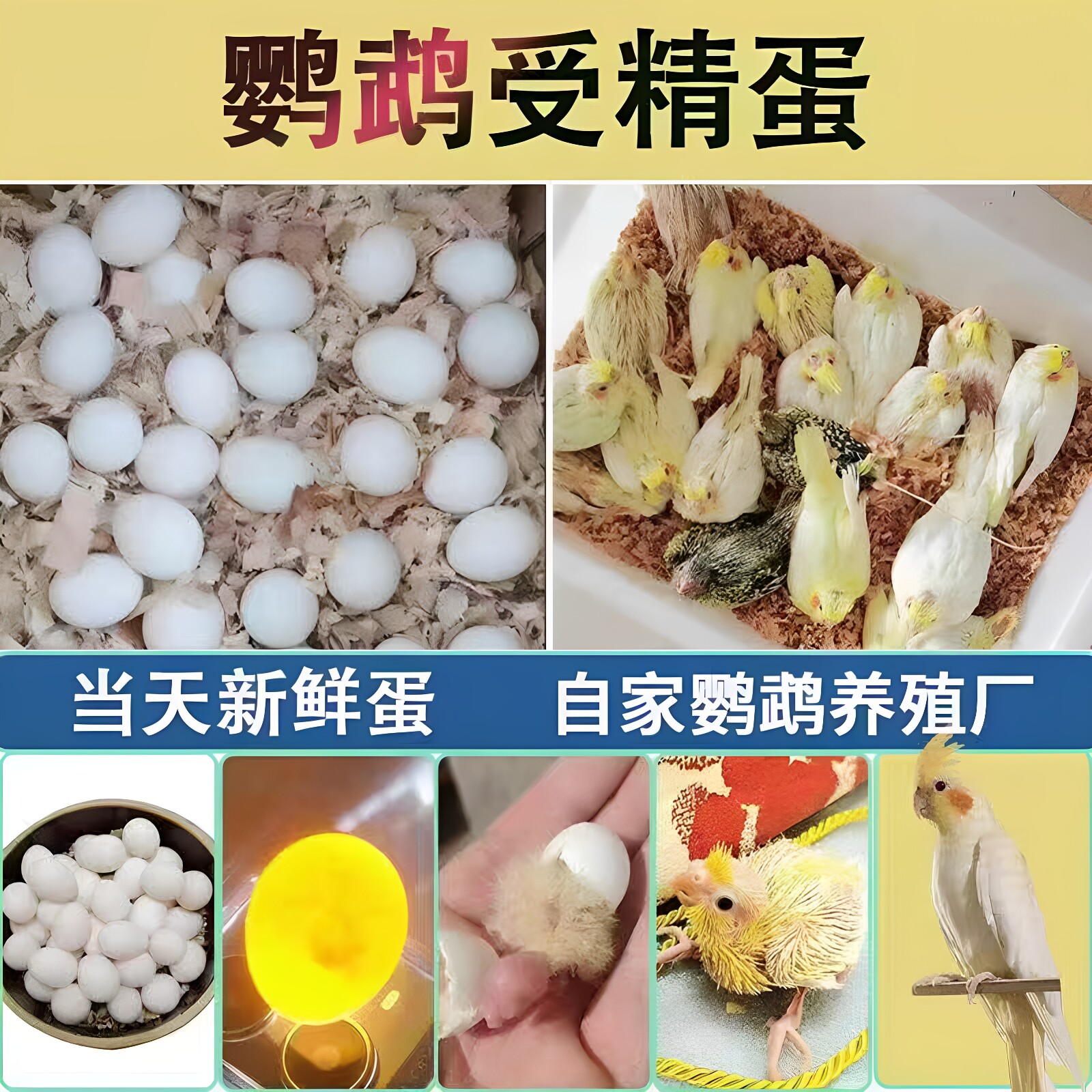 特色玄风新鲜受精种蛋