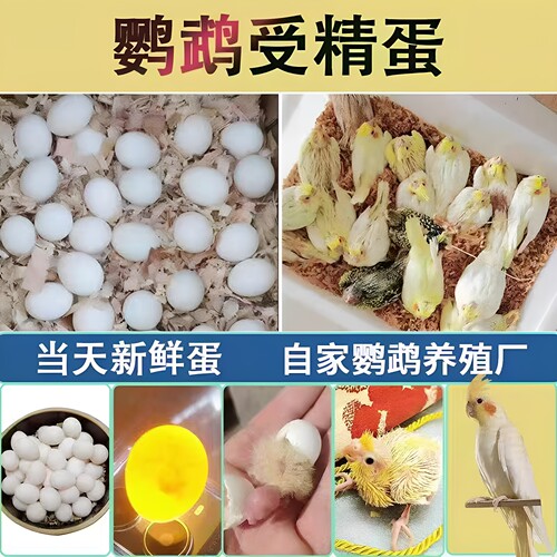特色玄风新鲜受精种蛋
