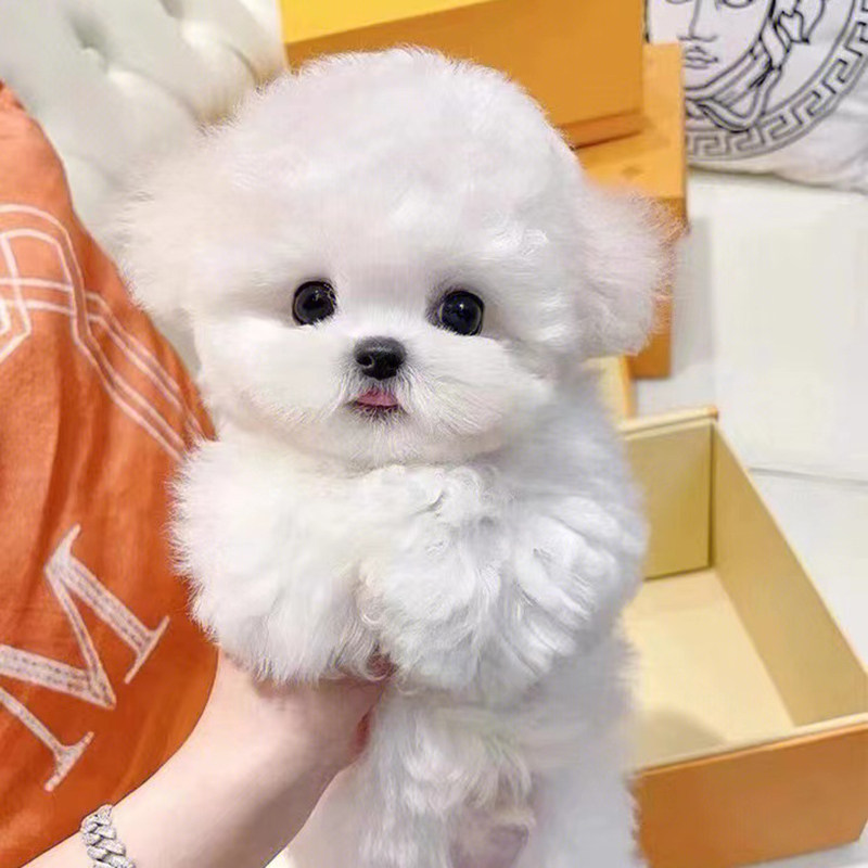 纯种飞耳小体比熊犬幼犬茶杯犬法国卷毛小型犬CKU宠物狗小狗活物