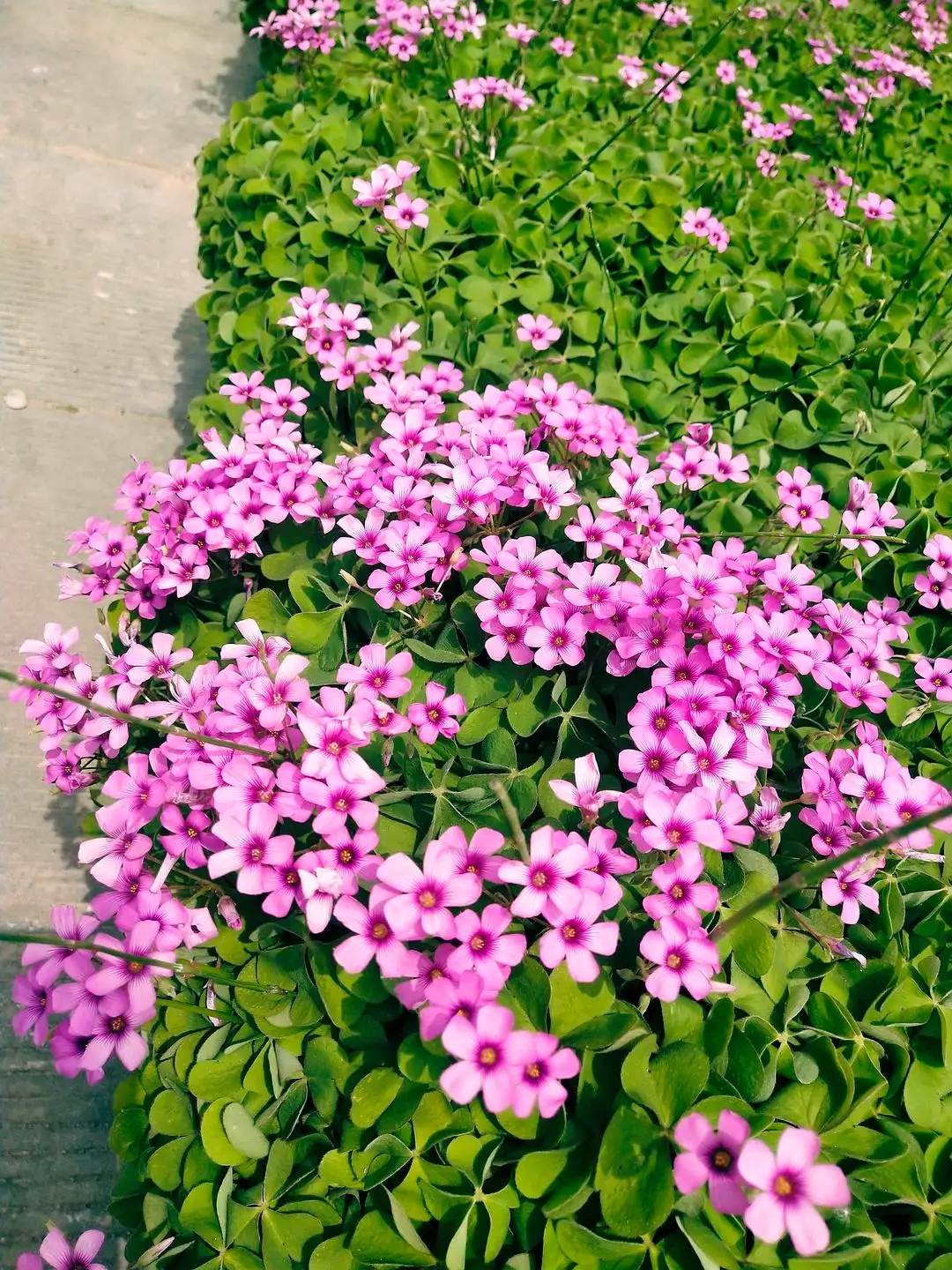 红花酢浆草种球绿化工程苗木户外路边花草植物庭院多年生花卉绿植