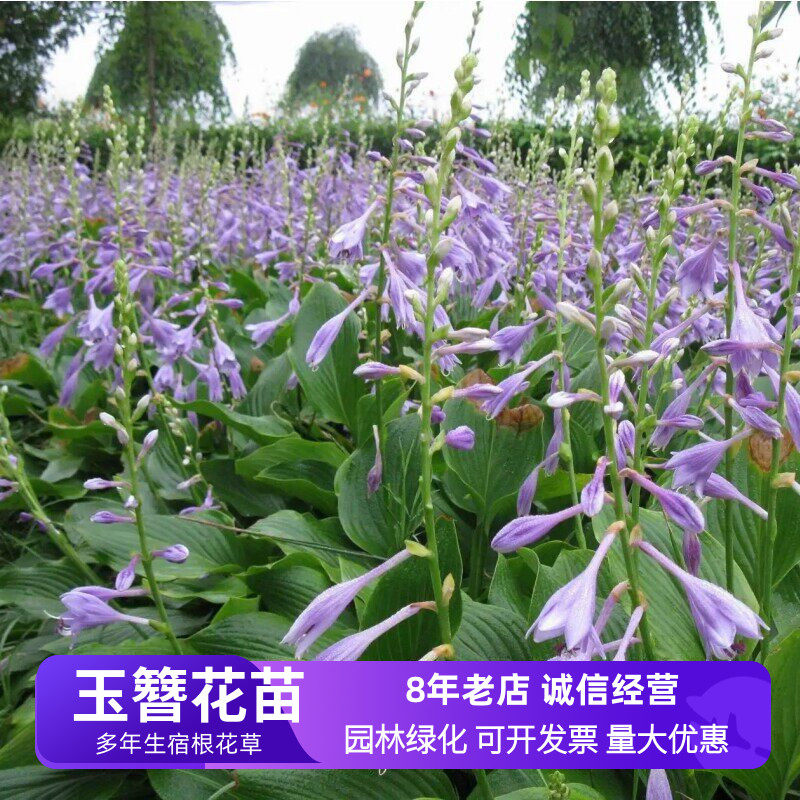玉簪花苗庭院绿化花卉小区户外多年生耐阴植物盆栽道路工程绿化苗