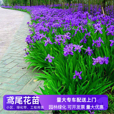 鸢尾花苗小区绿化带植物工程苗木