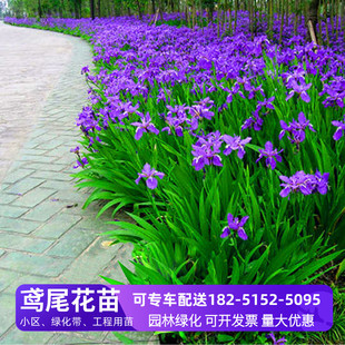 鸢尾花苗庭院绿化工程花卉苗木多年生小区绿化植物别墅园林花卉苗