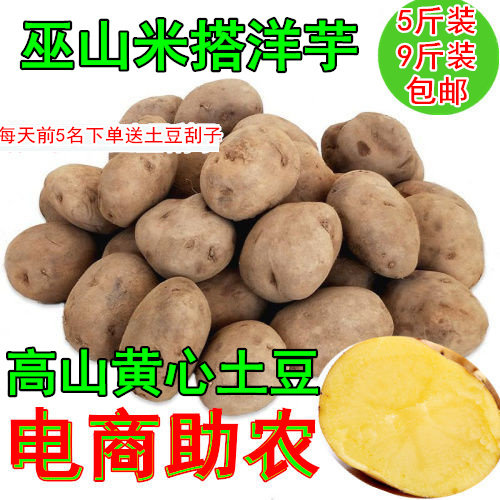 巫山土豆新鲜农家特产土豆洋芋米搭洋芋老品种高山黄心沙面马铃薯