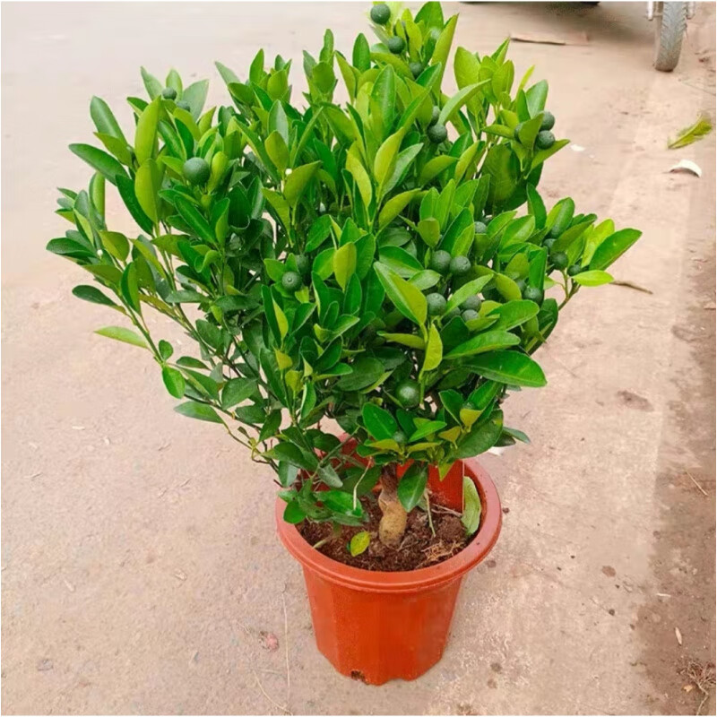 四季金桔树盆栽脆皮金桔