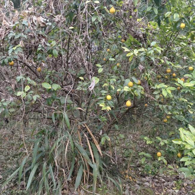 四川安岳 无人管理野生 荒地现摘黄柠檬无农药无化肥水果包邮