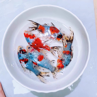 草金鱼活体锦鲫锦鲤活鱼观赏鱼淡水鱼冷水鱼小型鱼苗红鲫鱼花草金