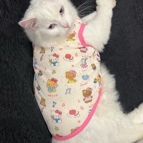 黑皮凯蒂猫夏天猫咪衣服防掉毛