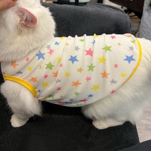 星星图案猫咪衣服无袖背心网纱布