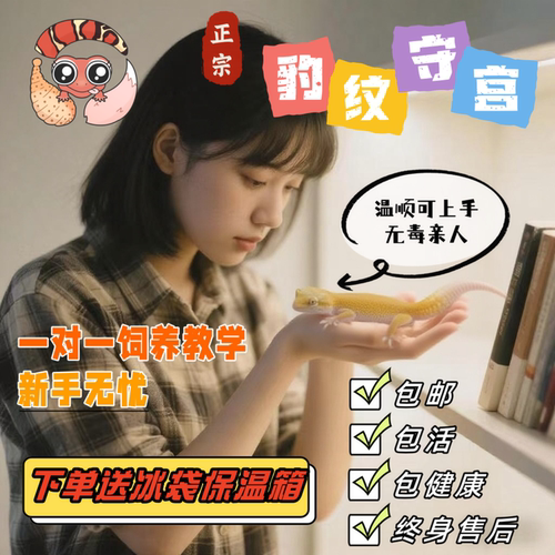 豹纹守宫活体幼体温顺无毒不咬人