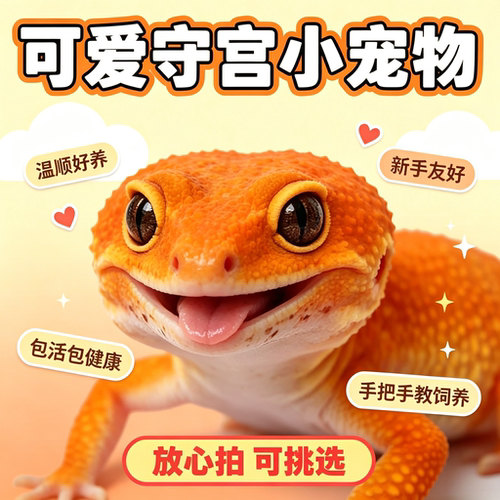 豹纹守宫活体幼体 蜜橘 阳光 暴龙 橘白 土匪 恶魔白酒 异宠蜥蜴