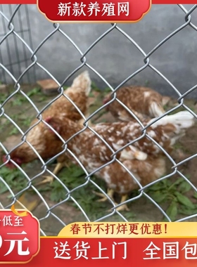 镀锌铁丝网围栏不锈养殖钢丝网养鸡狗勾花网圈地护栏网荷兰牛栏网