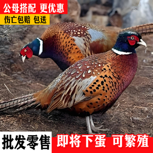 正宗七彩山鸡活鸡一对野外农家散养生长七彩山鸡成年鸡活体现杀