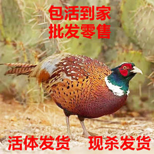 正宗七彩山鸡活鸡一对野外农家散养生长七彩山鸡成年鸡活体现杀