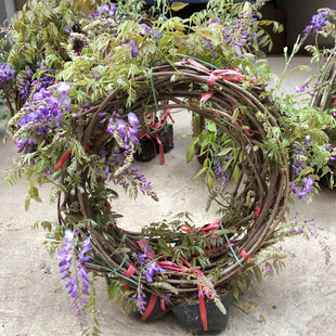 植物耐寒耐寒好养 普罗旺斯紫藤中华紫藤花苗带花苞老桩四季